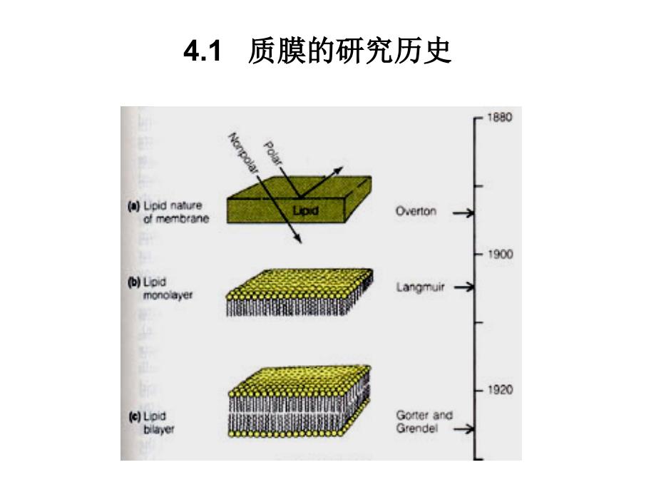 细胞膜的分子结构和特性_第3页