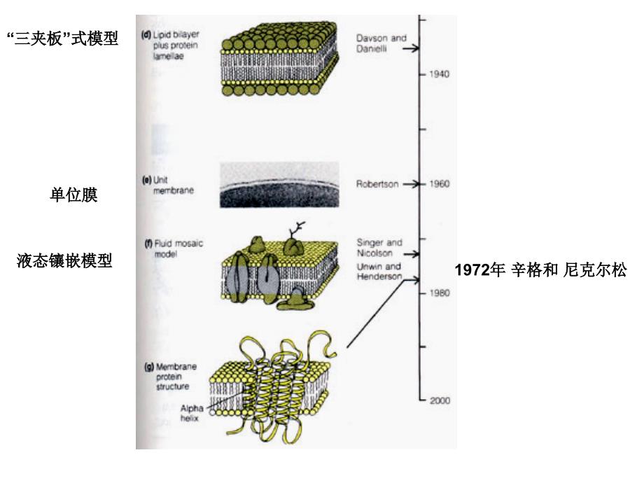 细胞膜的分子结构和特性_第4页