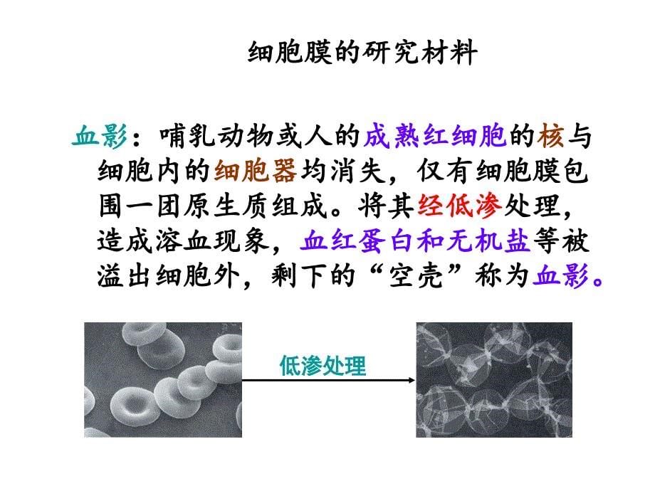 细胞膜的分子结构和特性_第5页