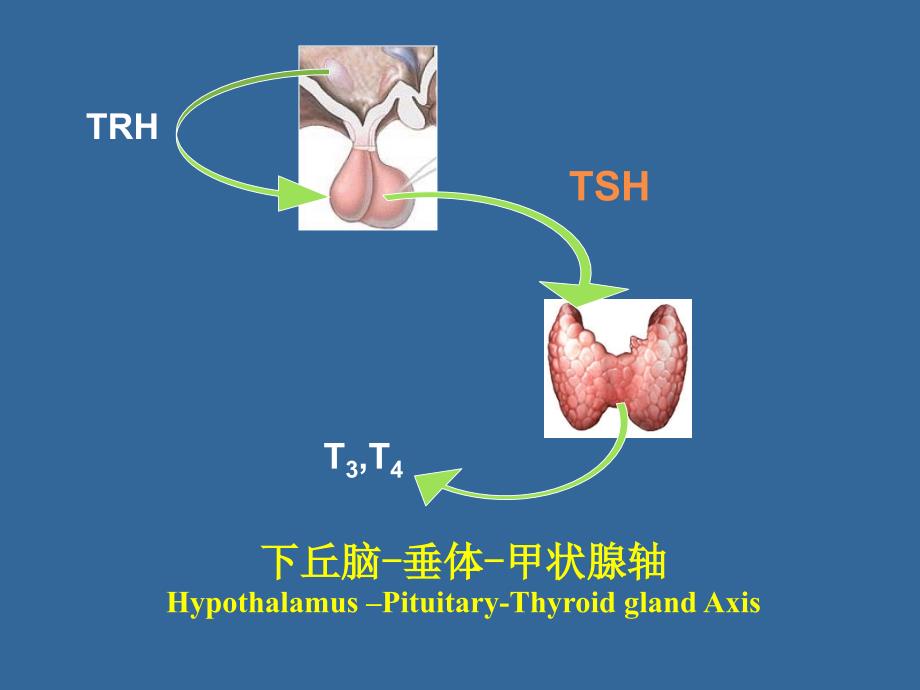 《内分泌功能试验》PPT课件_第2页