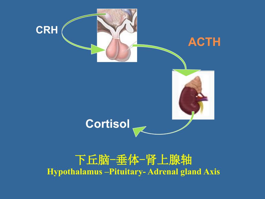 《内分泌功能试验》PPT课件_第3页