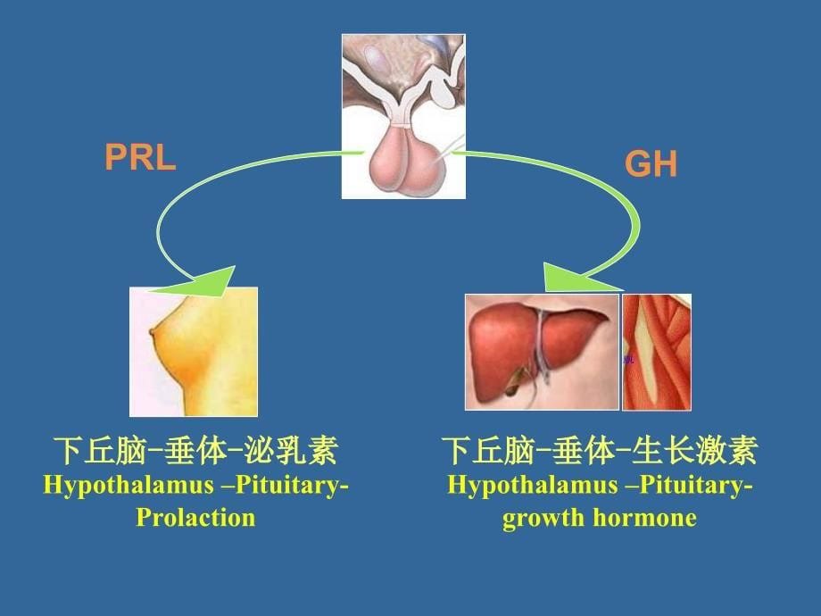 《内分泌功能试验》PPT课件_第5页