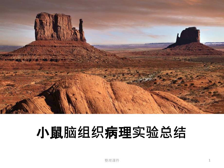 小鼠脑组织病理总结1_第1页