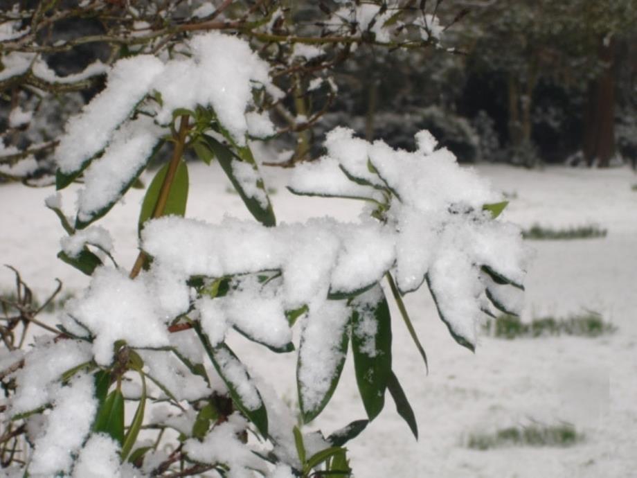 下雪的早晨课件(北师大版四年级语文上册课件)_第3页