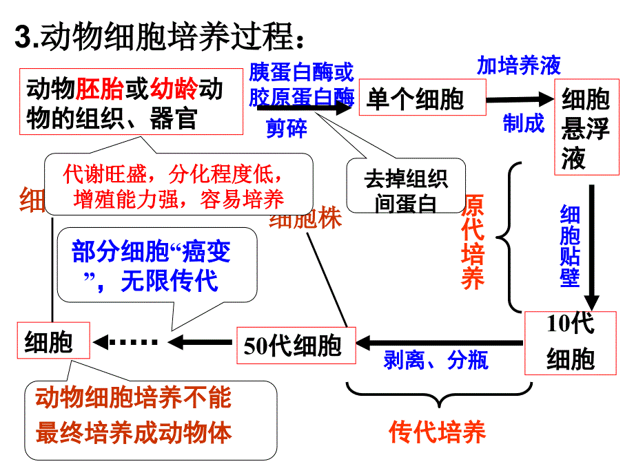 动物细胞工程_第4页