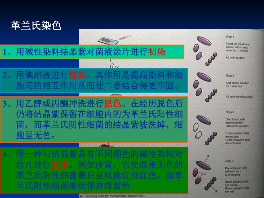 实验二细菌革兰氏染色_第4页