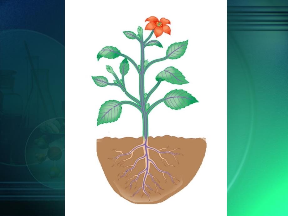 第二水分进入植物体内的途径_第2页