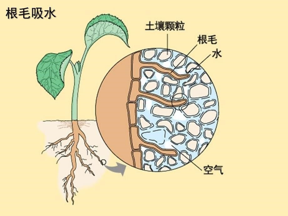 第二水分进入植物体内的途径_第5页