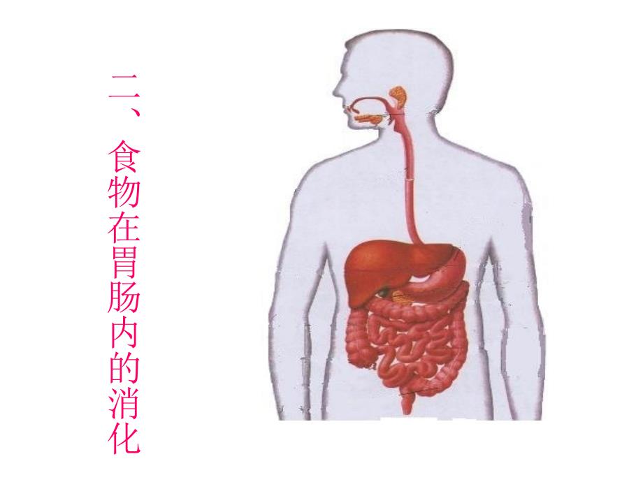 食物在肠胃内的消化_第3页