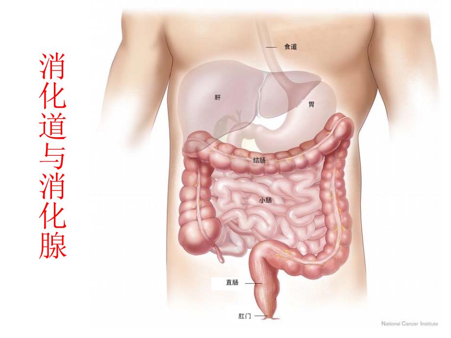 食物在肠胃内的消化_第4页