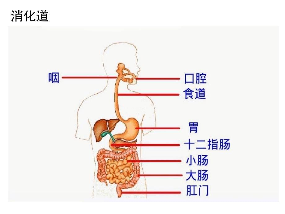 食物在肠胃内的消化_第5页