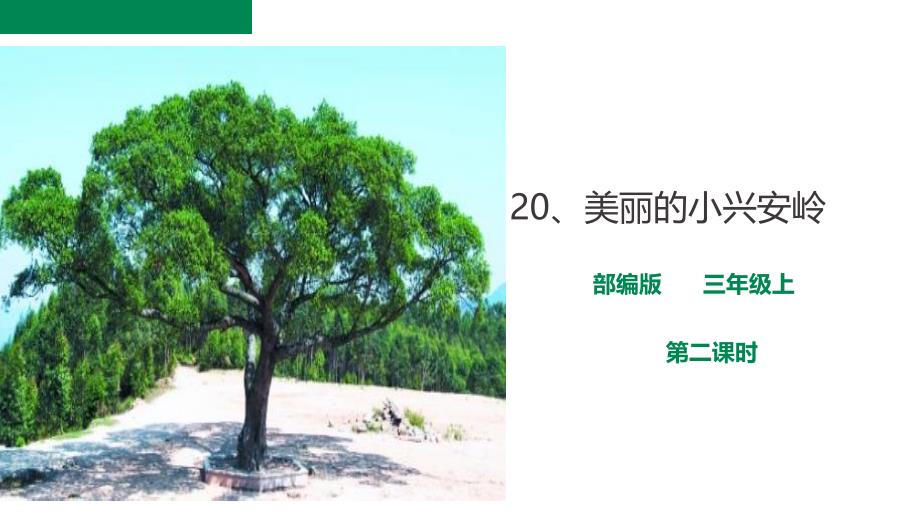 《美丽的小兴安岭》第二课时课件_第1页