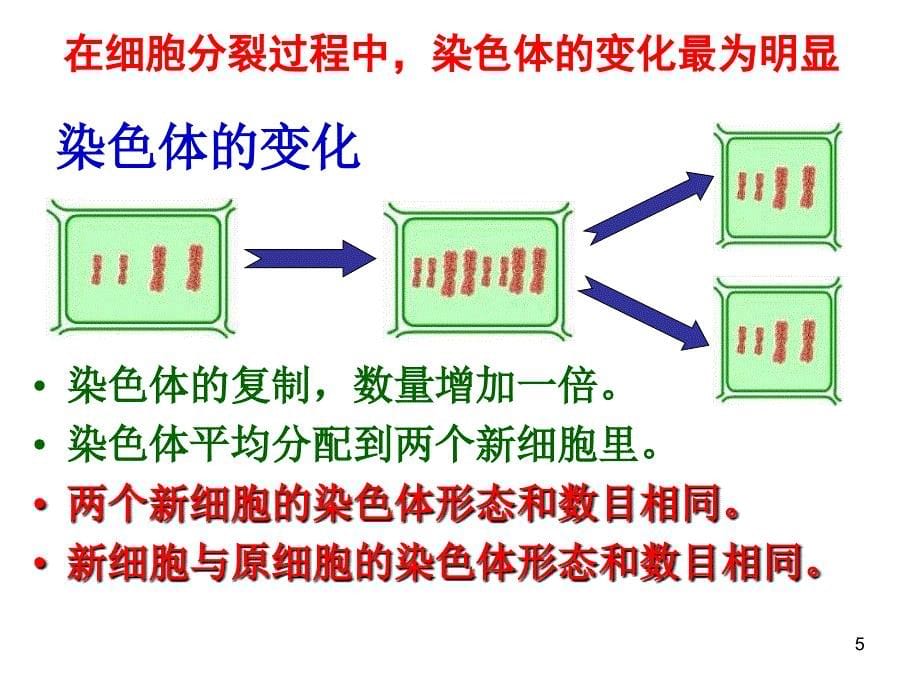 细胞怎样构成生物体复习ppt课件_第5页