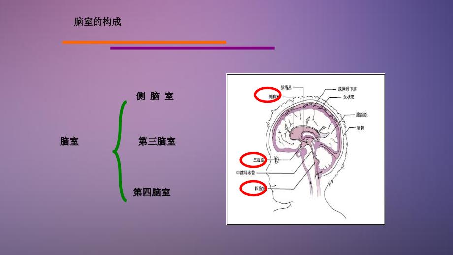 脑室系统解剖干货分享_第2页