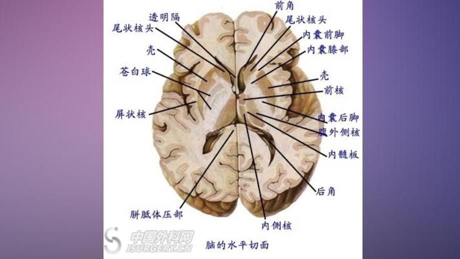 脑室系统解剖干货分享_第5页