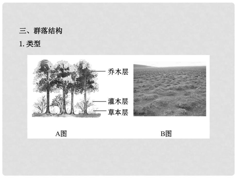 高中生物 3.3.2、3生物群落的构成生物群落的演替课件 苏教版必修3_第5页