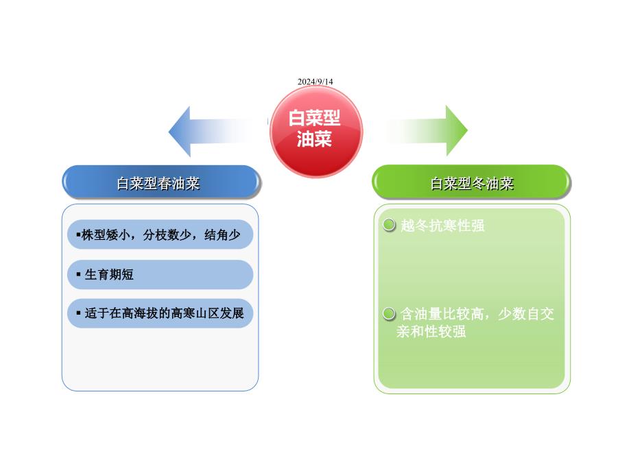 中国油菜育种课件_第4页