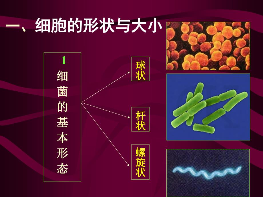 农业微生物重点_第3页