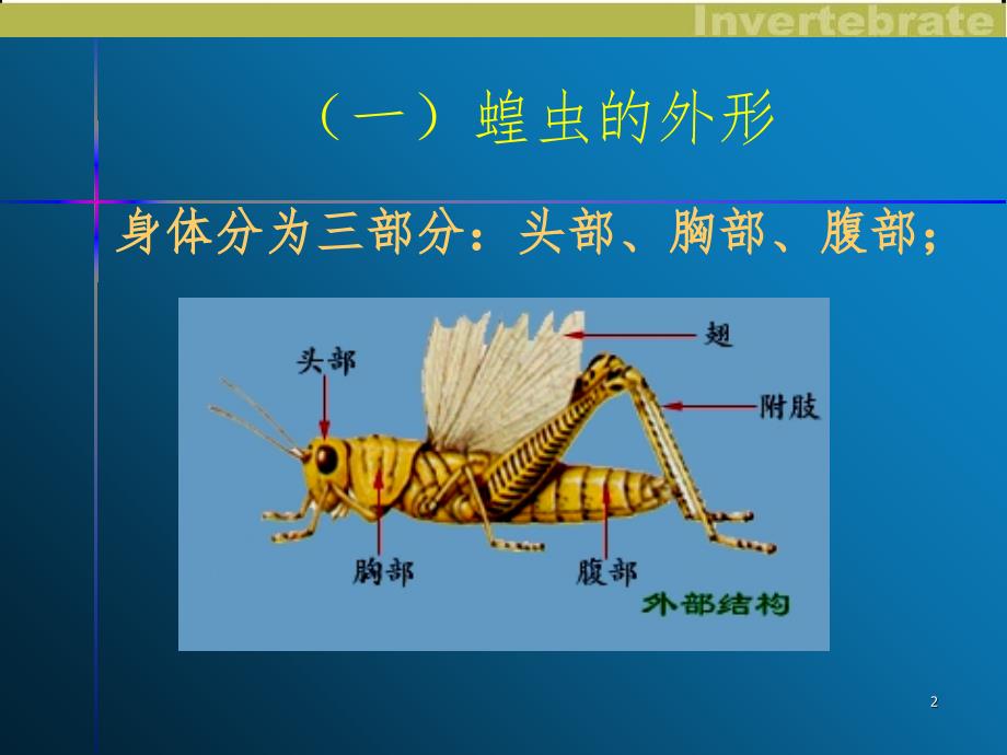 实验蝗虫的解剖PPT课件_第2页