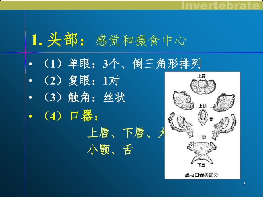 实验蝗虫的解剖PPT课件_第3页