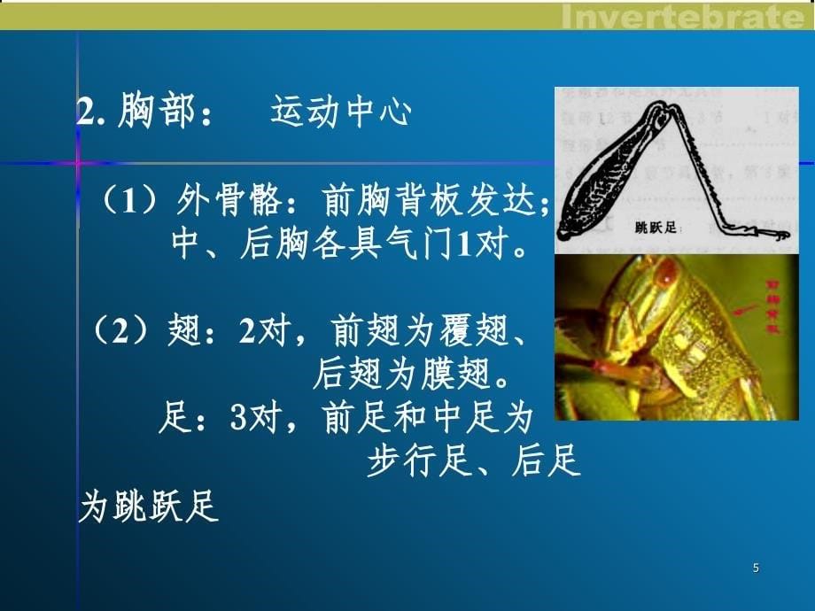 实验蝗虫的解剖PPT课件_第5页