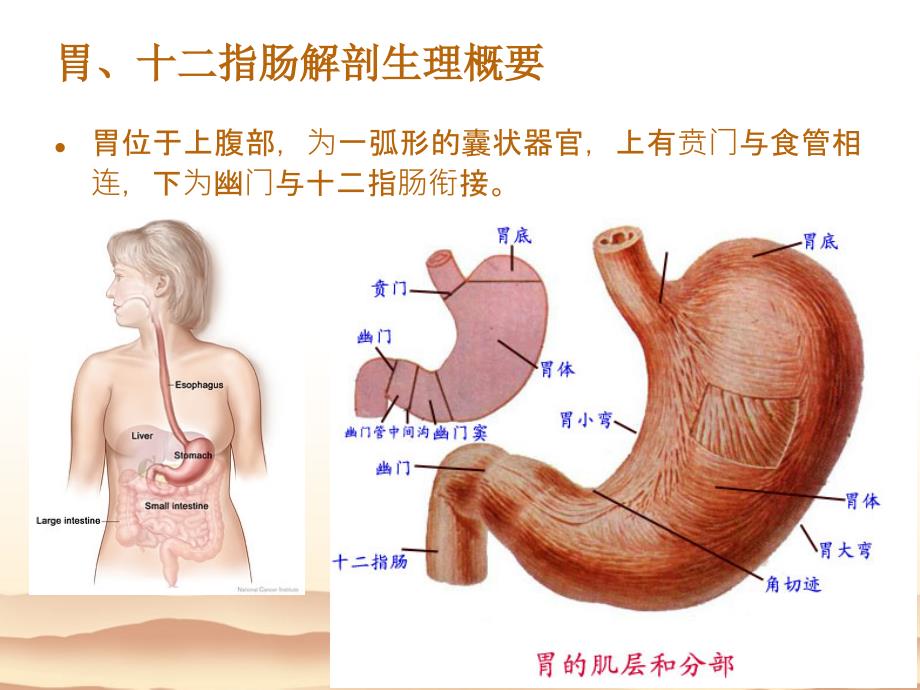 胃十二指肠疾病病人的护理ppt课件_第2页