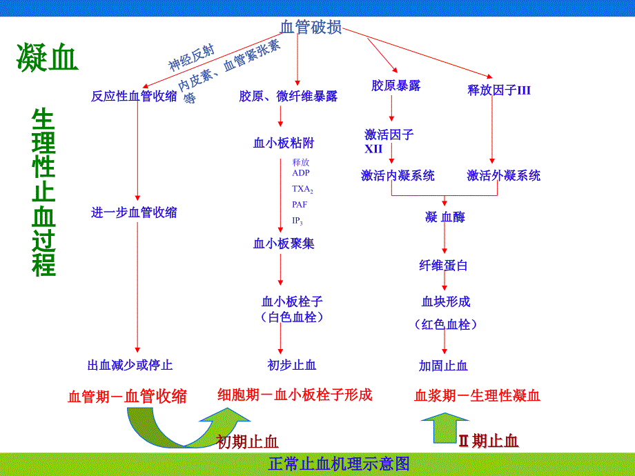 医学专题：止血药_第2页