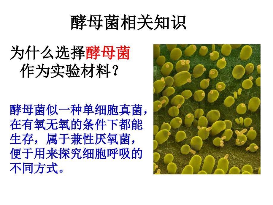 探究酵母菌细胞呼吸的方式汇报课ppt_第3页