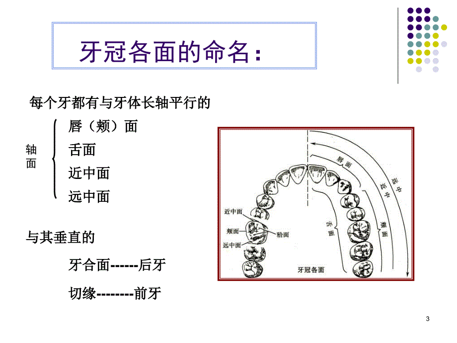 前牙及双尖牙解剖演示PPT_第3页