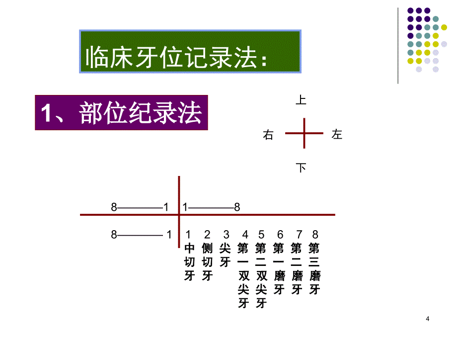 前牙及双尖牙解剖演示PPT_第4页