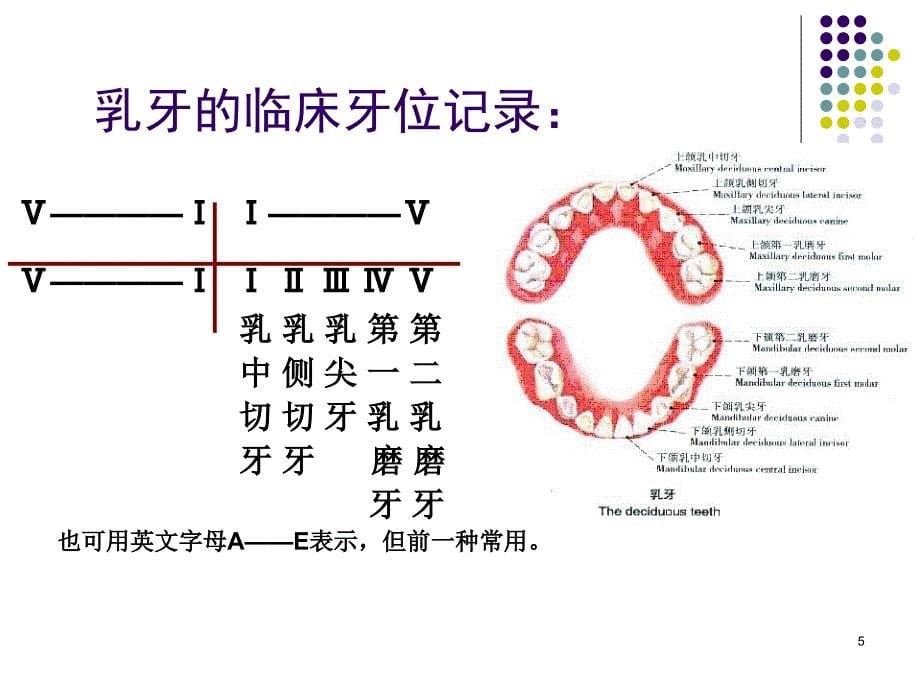 前牙及双尖牙解剖演示PPT_第5页