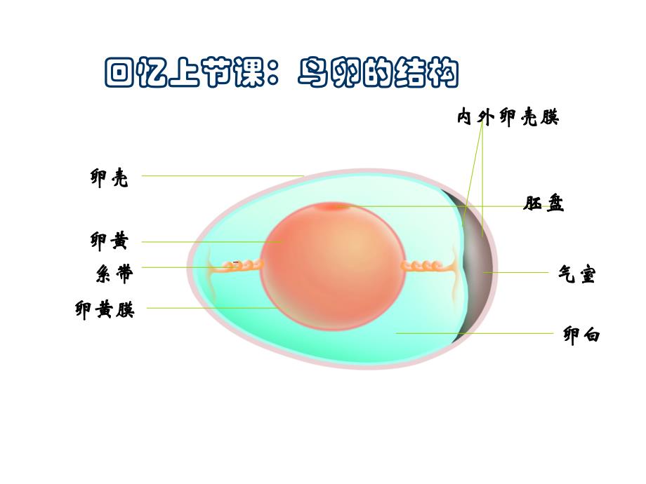 苏科版八年级生物202动物的发育_第3页