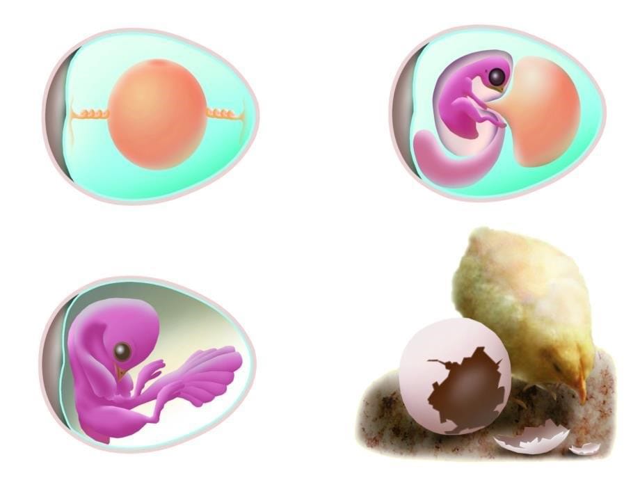 苏科版八年级生物202动物的发育_第5页