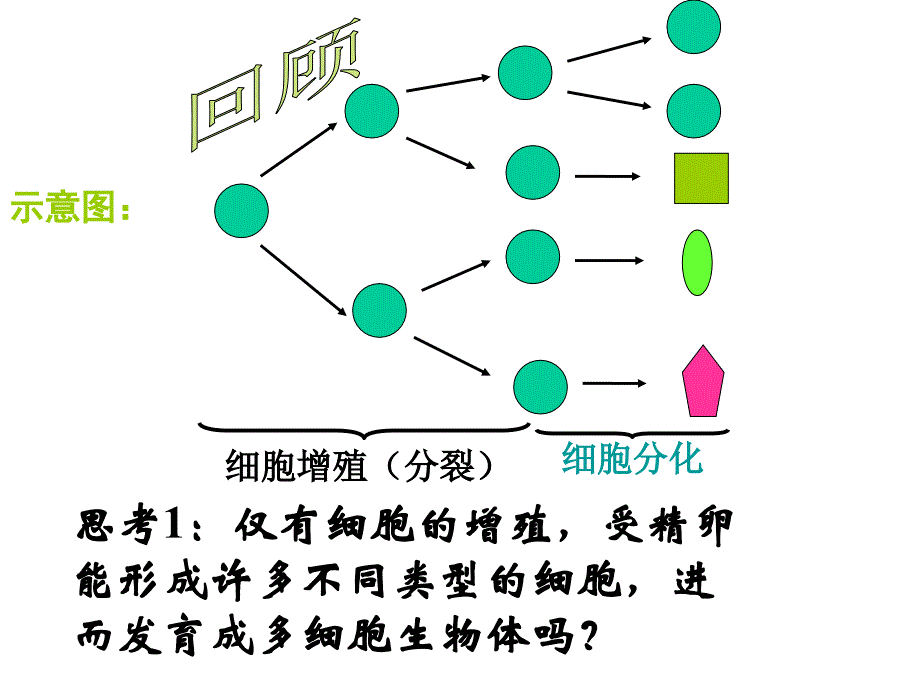 医学专题：细胞分化和全能性(公开课)_第4页