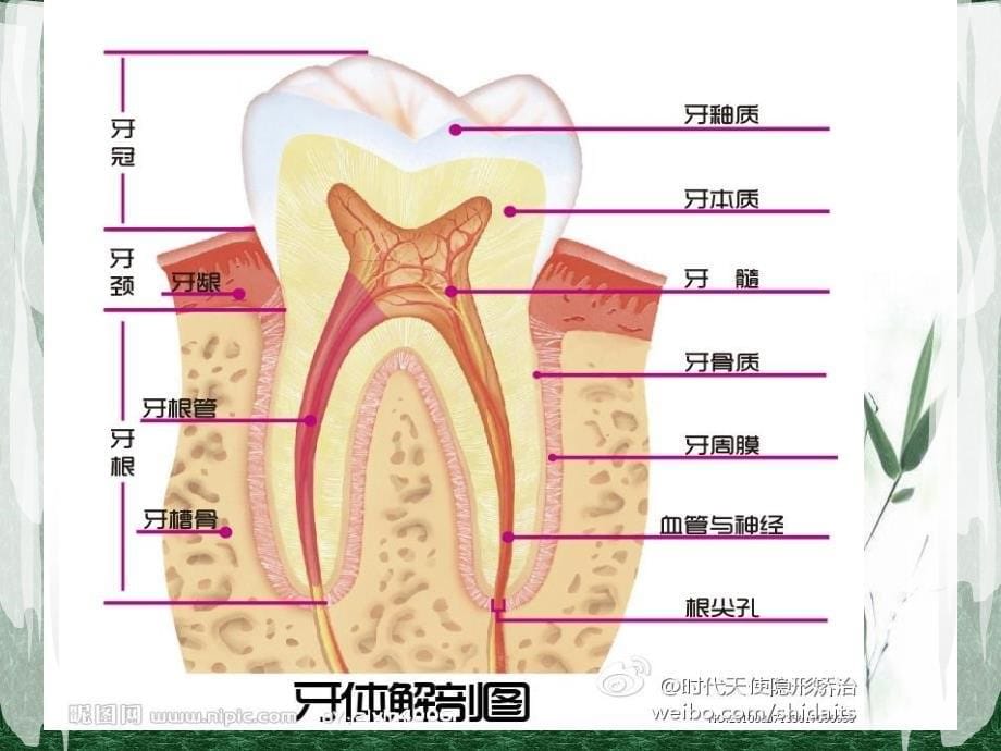 口腔疾病牙齿疾病_第5页