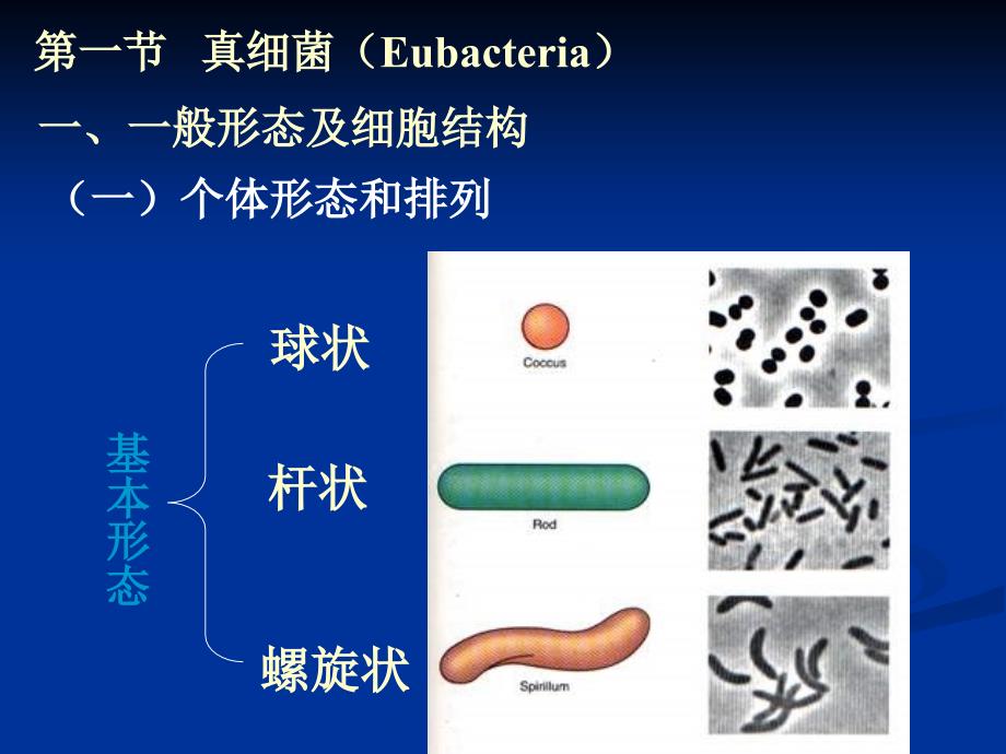 3结构与功能1_第2页