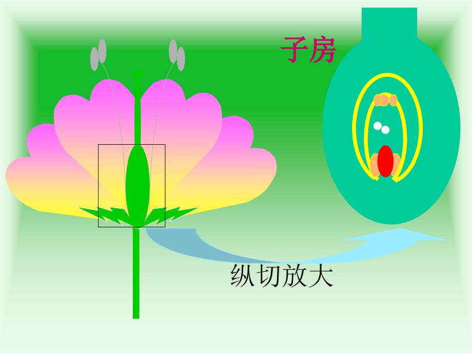 初二生物下册课件植物的生殖PPT课件_第4页