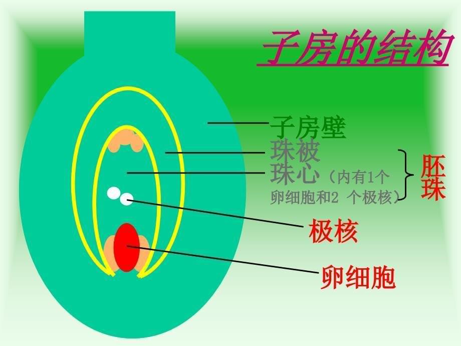 初二生物下册课件植物的生殖PPT课件_第5页