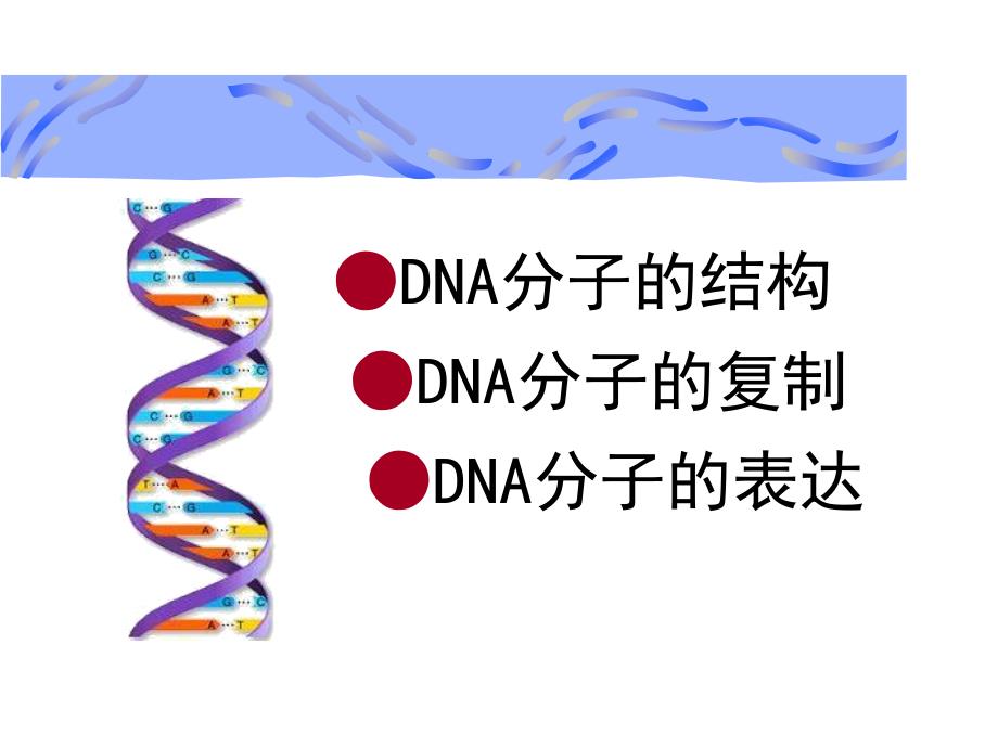 DNA的复制、转录、翻译的复习课件04_第4页