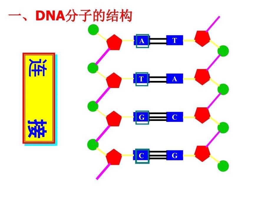 DNA的复制、转录、翻译的复习课件04_第5页