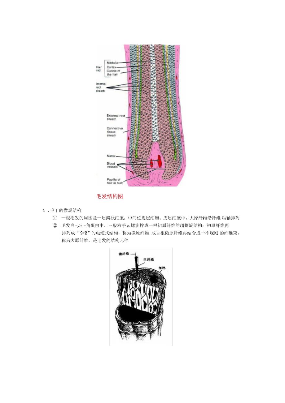 人体毛发基础知识点及图解_第2页