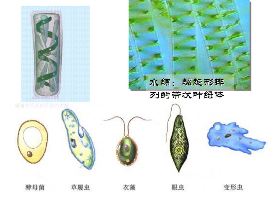 细胞的多样性与统一性_第2页