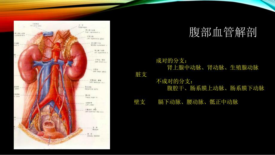 腹部血管疾病的超声诊断_第2页