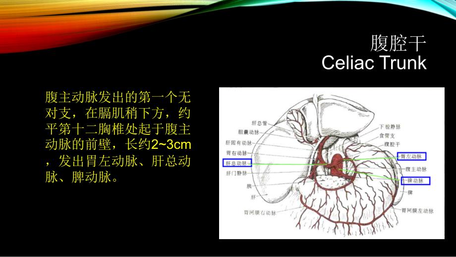 腹部血管疾病的超声诊断_第3页