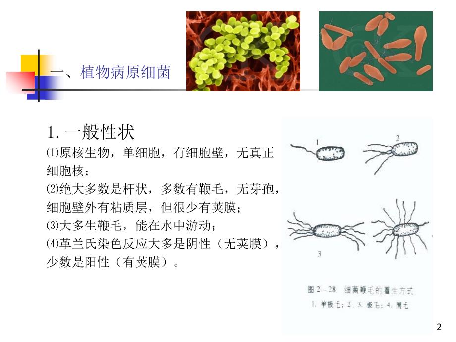 园林植物病害识别技术23_第2页