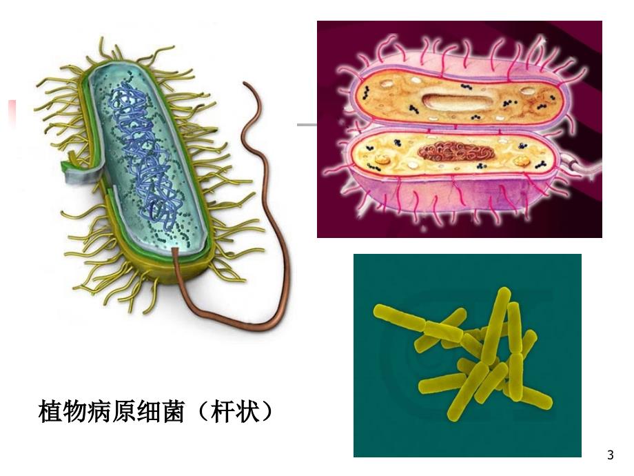 园林植物病害识别技术23_第3页