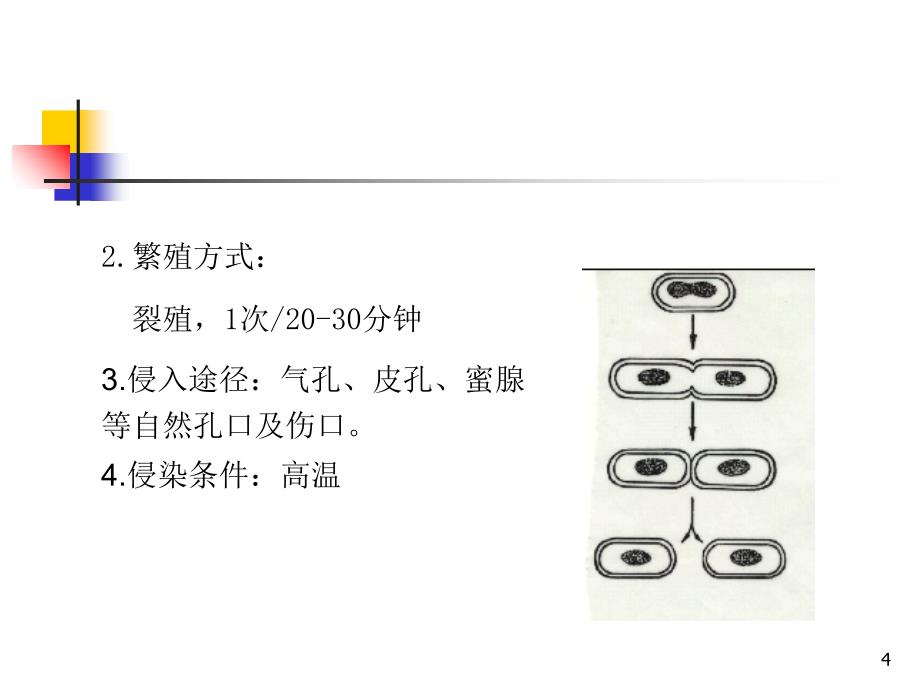 园林植物病害识别技术23_第4页