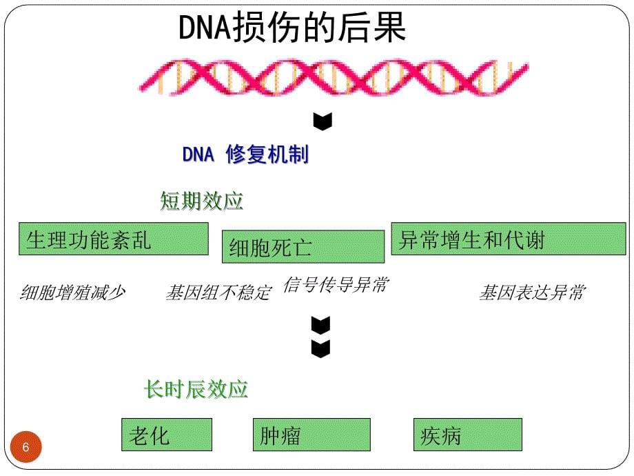 最新：dna损伤修复与抗肿瘤药物研究文档资料_第5页