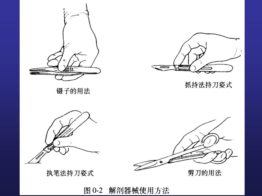 《局部解剖操作》PPT课件_第3页