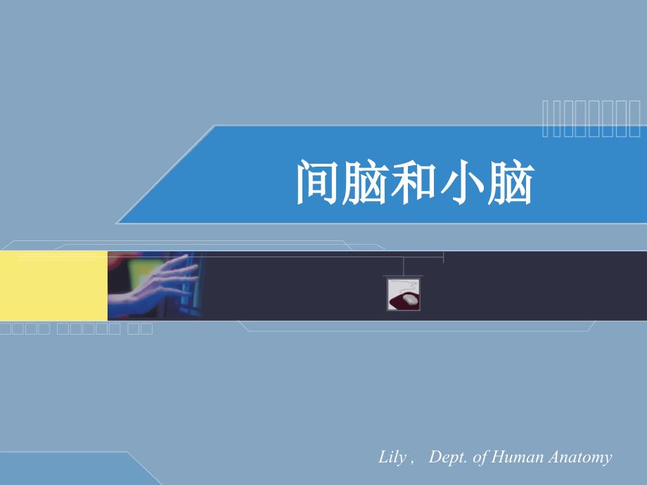 人体解剖学：间、小脑_第1页